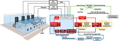 Initial clinical validation of a hybrid in silico—in vitro cardiorespiratory simulator for comprehensive testing of mechanical circulatory support systems